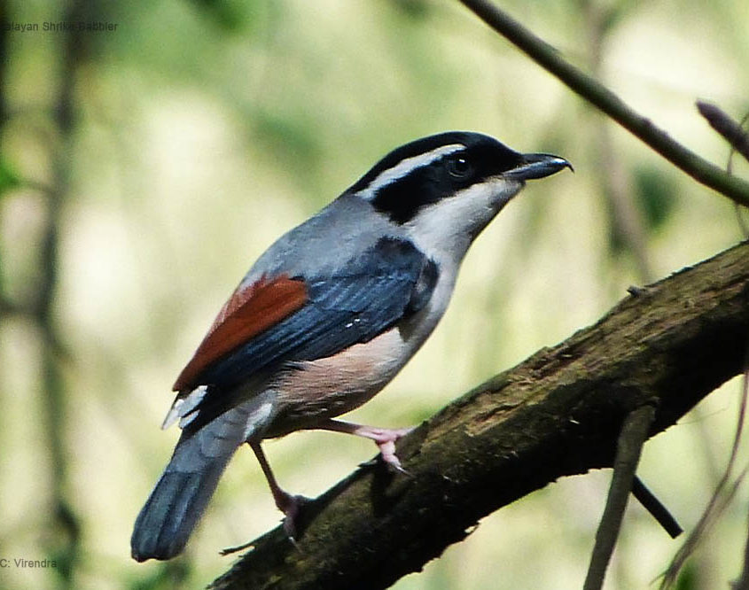 Benog Wildlife Sanctuar