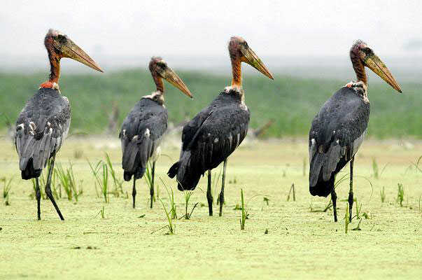 Koshi Tappu Wildlife Reserve